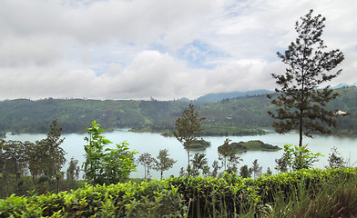 Image showing tea plantation