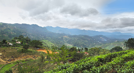 Image showing tea plantation