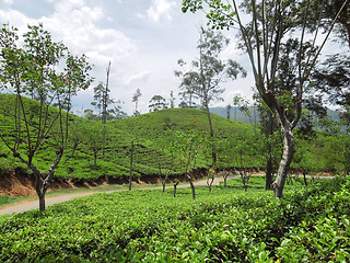 Image showing tea plantation