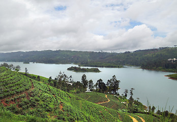 Image showing tea plantation