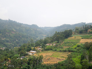 Image showing agricultural scenery in Sri Lanka