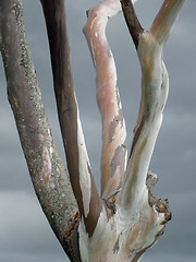 Image showing dead tree detail