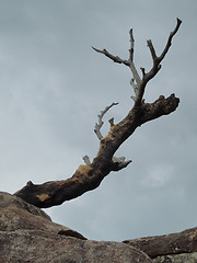 Image showing dead tree