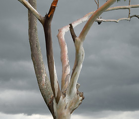 Image showing dead tree detail