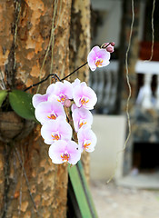 Image showing Tropical Flowers