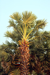 Image showing tropical palm trees