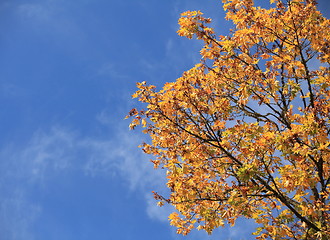 Image showing  Colorful maple leaves in autumn