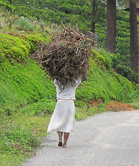 Image showing woman carrying brushwood