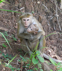 Image showing Toque macaque