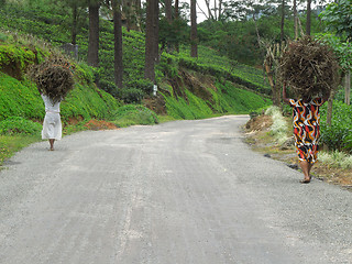 Image showing women carrying brushwood