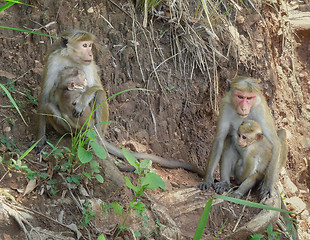 Image showing Toque macaques