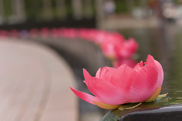 Image showing Lotus Flower