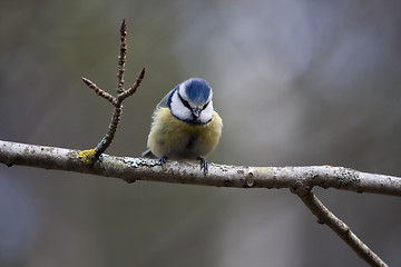 Image showing blue tit