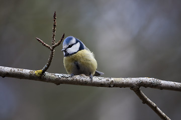 Image showing blue tit