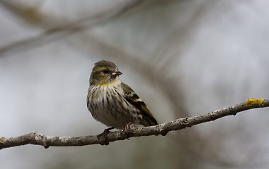 Image showing female siskin