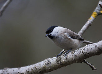 Image showing marsh tit