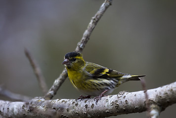 Image showing male siskin