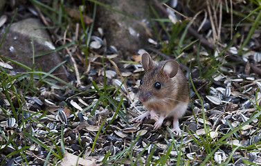 Image showing garden mouse