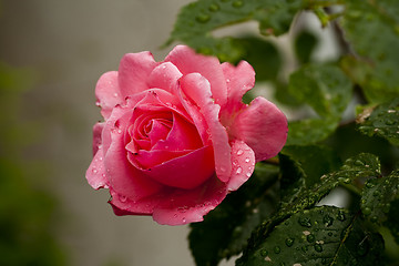 Image showing pink rose