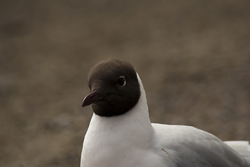 Image showing black headed gull