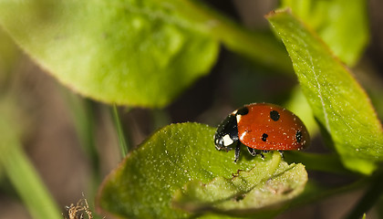 Image showing lady bird