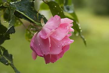 Image showing pink rose