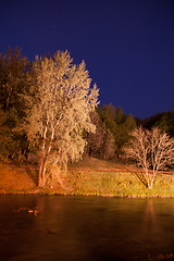 Image showing Night trees in park