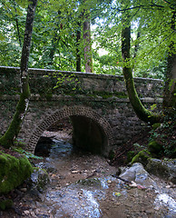 Image showing France Savoie forest walks