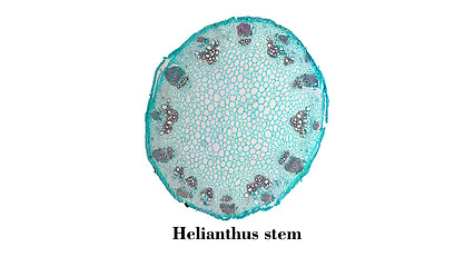 Image showing Heliansthus stem micrograph