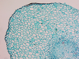 Image showing Vicia faba root micrograph
