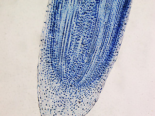 Image showing Cells mitosis micrograph