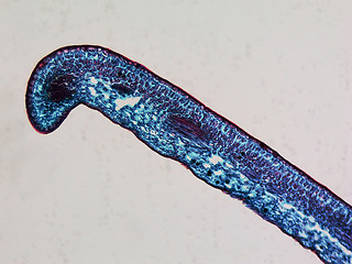 Image showing Leaf micrograph