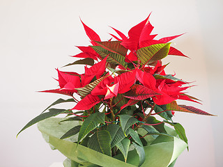 Image showing Poinsettia Christmas star