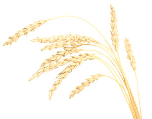 Image showing wheat