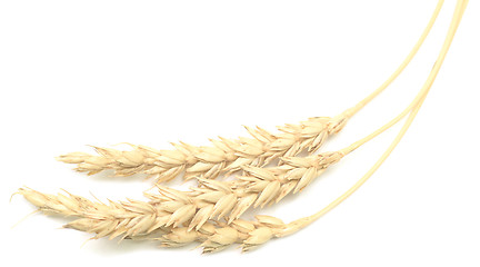 Image showing wheat