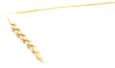 Image showing wheat