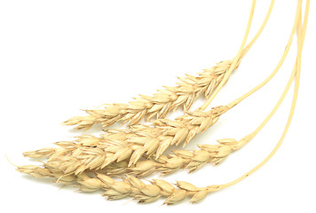 Image showing wheat