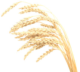 Image showing wheat