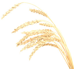 Image showing wheat