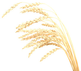 Image showing wheat