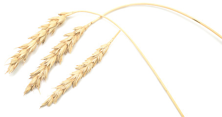 Image showing wheat