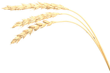 Image showing wheat