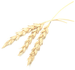 Image showing wheat