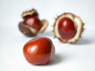 Image showing chestnuts