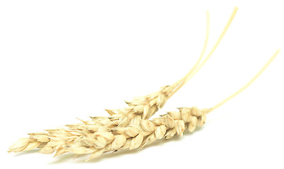 Image showing wheat