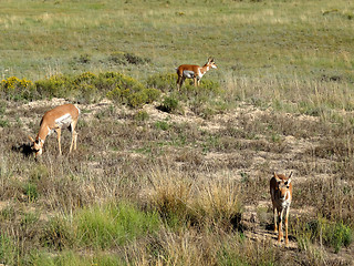 Image showing Three Mule Deers in Bryce Canyon National Park