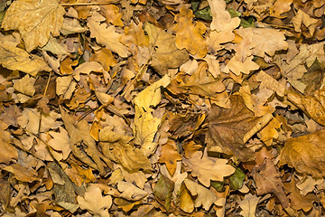Image showing Background of yellowish fallen leaves in autumn