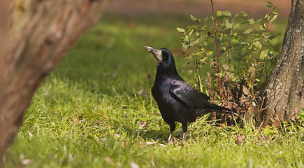 Image showing The crow