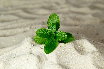 Image showing Fresh mint leaves