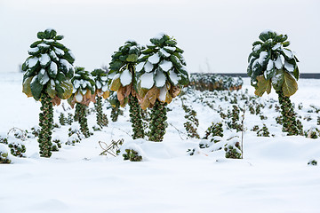 Image showing Brussels sprouts in snow